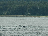 DSC 5903 adj  A humpback!